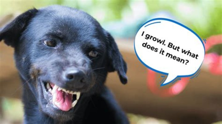 What does a dog growl mean?