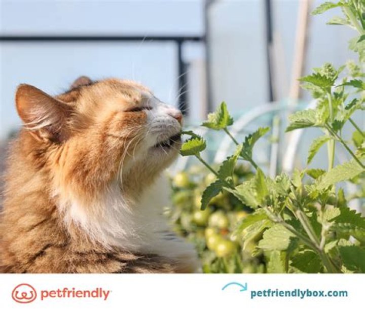 What does coffee do to cats?