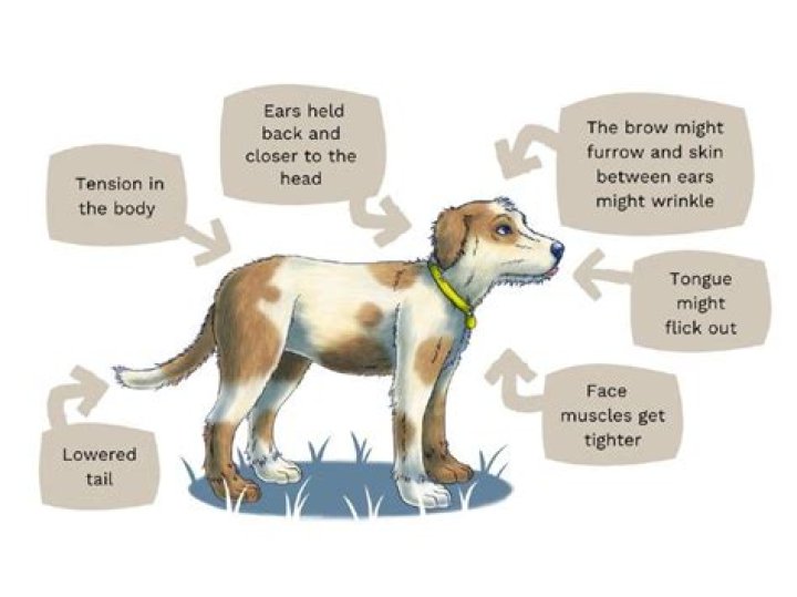 What does frustration look like in dogs?