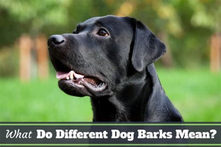 What does it mean when a dog barks at someone?