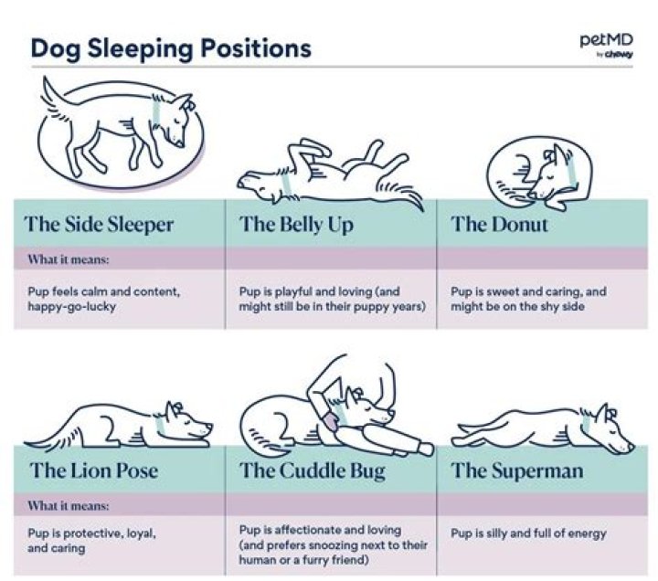 What does it mean when your dog has to sleep touching you?
