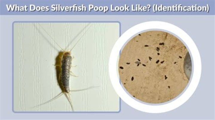 What does silverfish droppings look like?