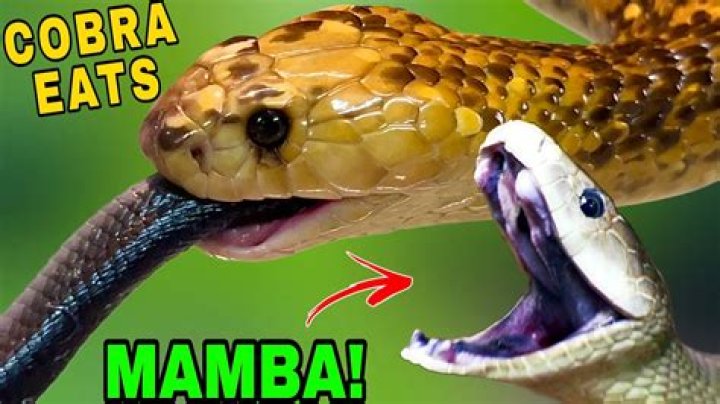 What eats a black mamba?