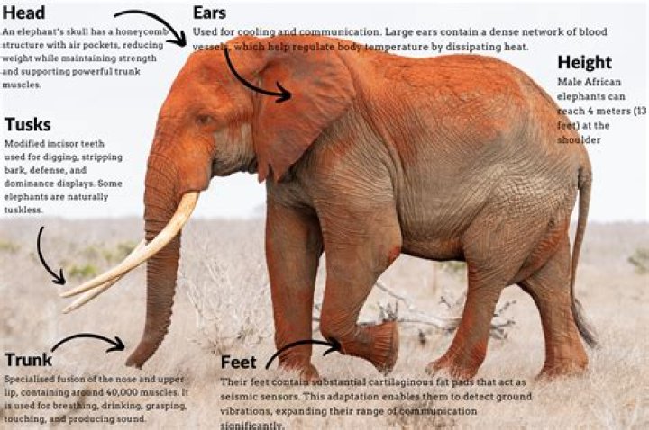 What happens if a ant goes in elephant trunk?