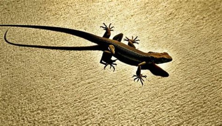 What happens if a lizard gets in your house?