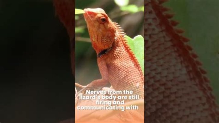 What happens when you cut a lizard tail off?