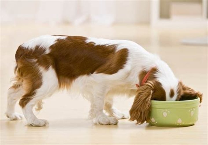 What if my dog licks bacitracin?