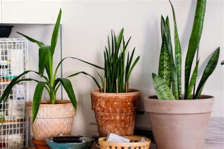 What is a crying plant?