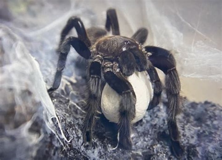 What is a tarantula pre-roll?