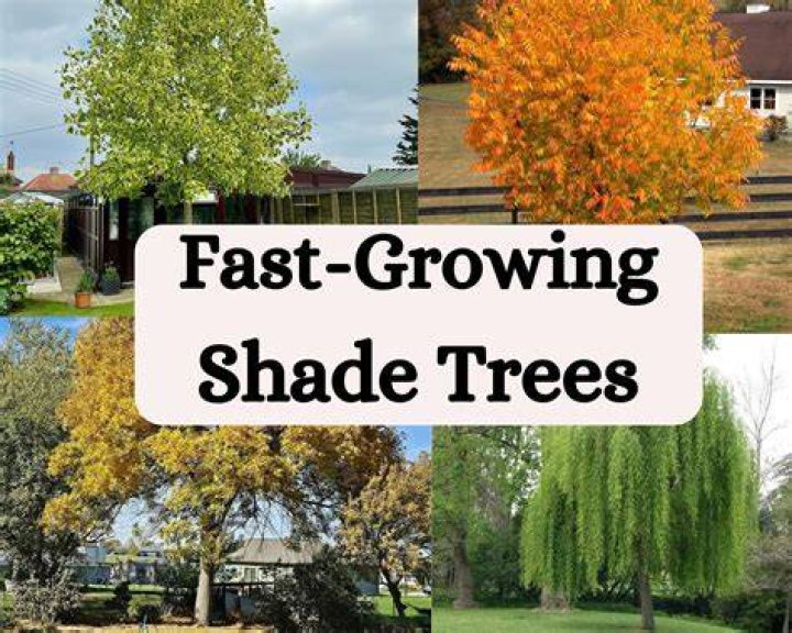 What is the best fast growing shade trees?
