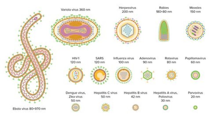 What is the largest virus?