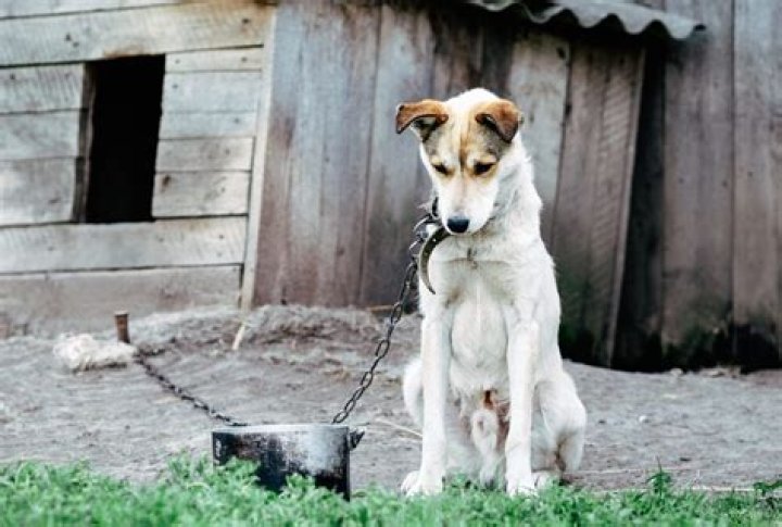 What is the most abused pet?