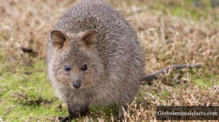 What is the most shy animal?