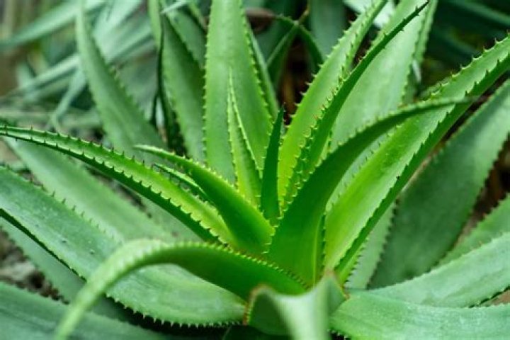 What is the purest form of aloe vera?