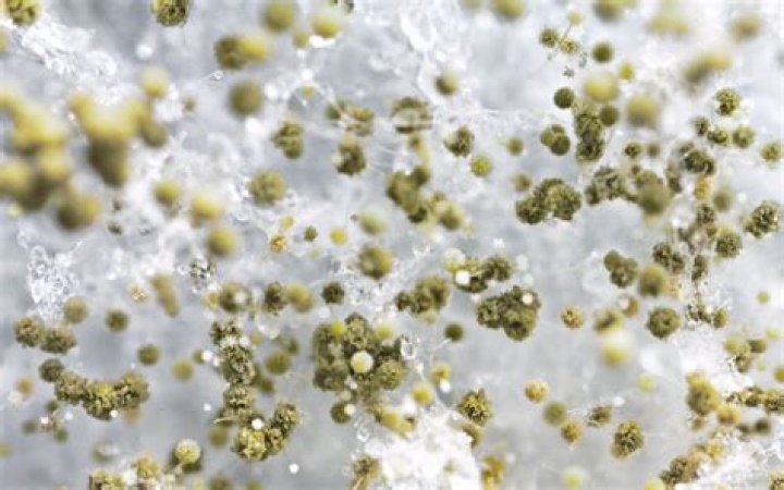What is white fuzzy mold?