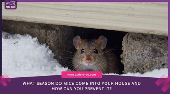 What keeps mice out of your house?