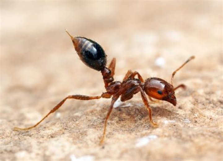 What red ants mean?