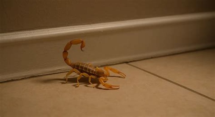 What scares scorpions away?