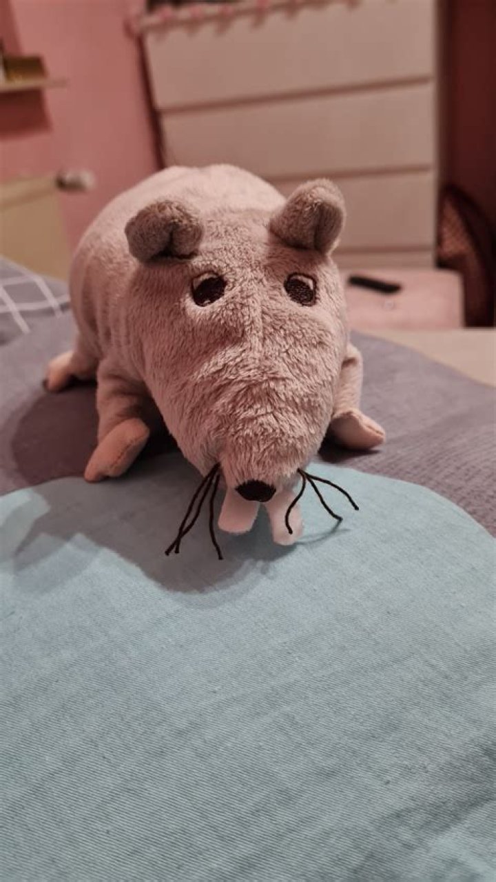 What should I name my rat?