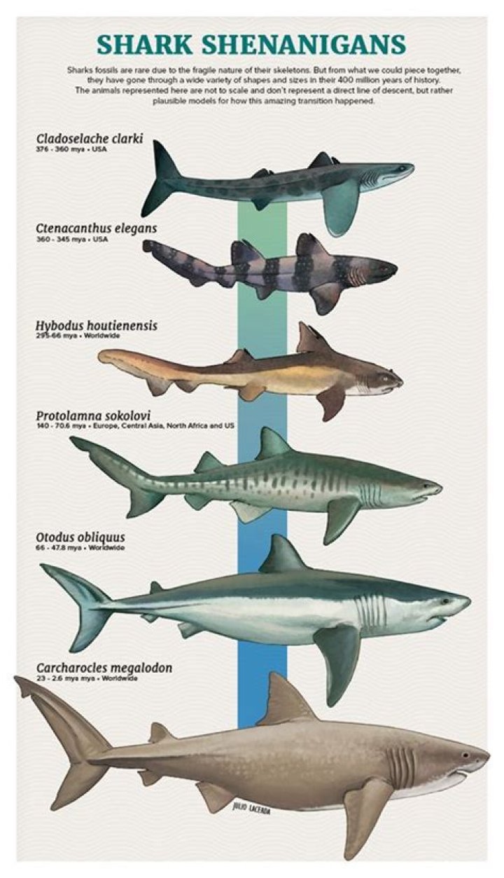 What time do sharks come out?