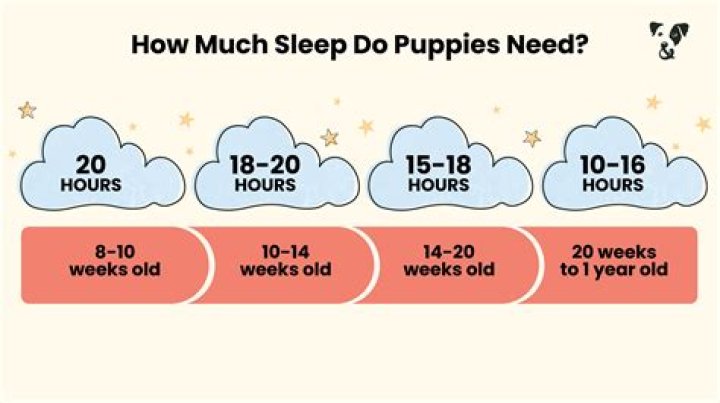 What time should a 8 week old puppy go to bed?