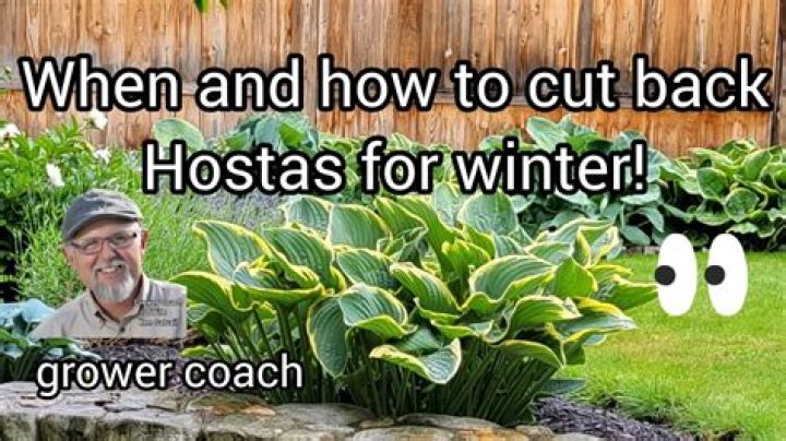 When should I cut back hostas?