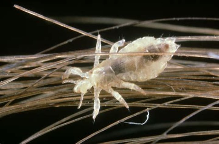 Where did lice come from?