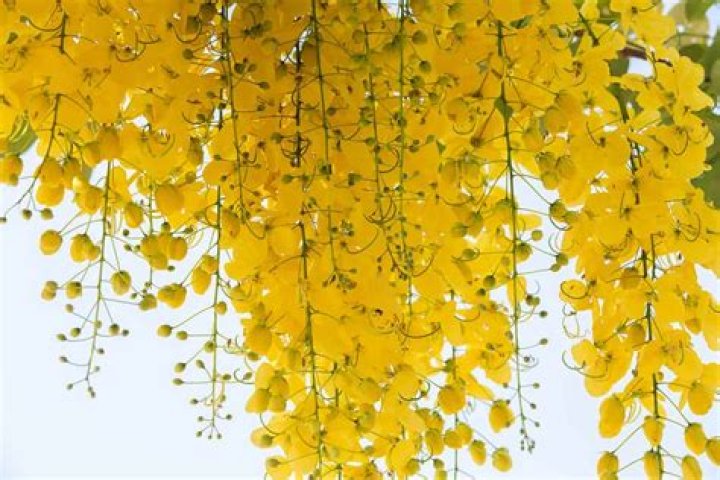 Which is India's national flower?