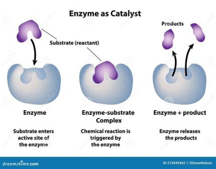 Which level of protein structure is most responsible for an enzyme's ability to catalyze a reaction?