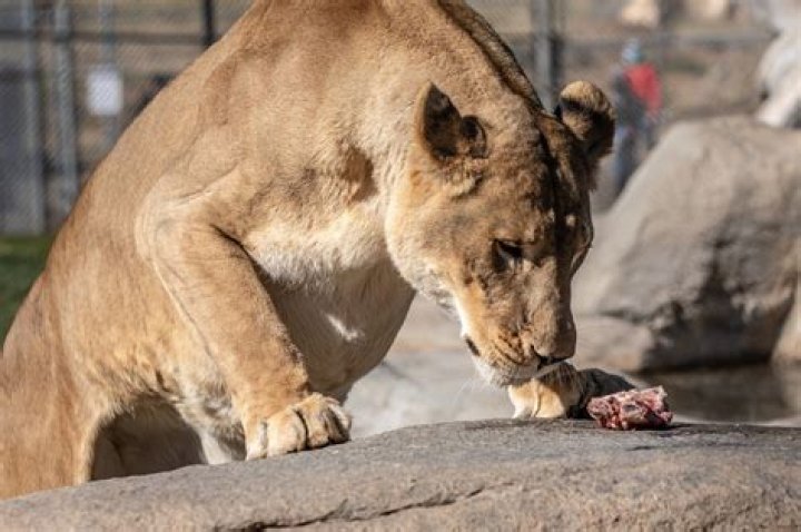 Who eats a lion?