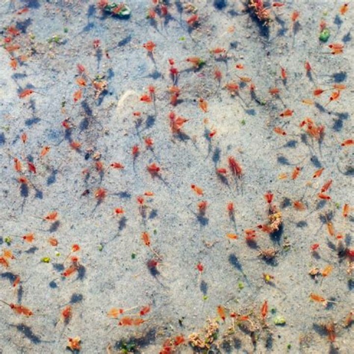 Why are my Sea-Monkeys dying?