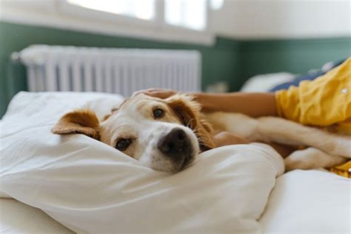 Why do dogs like to sleep on your bed?