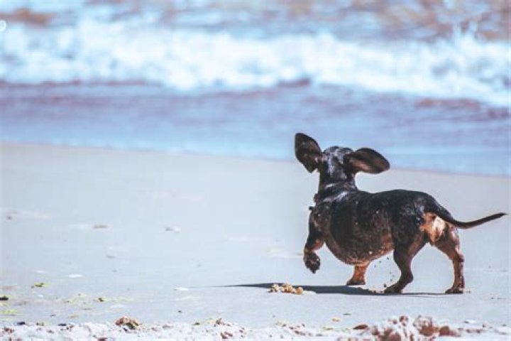 Why do dogs skip when they walk?