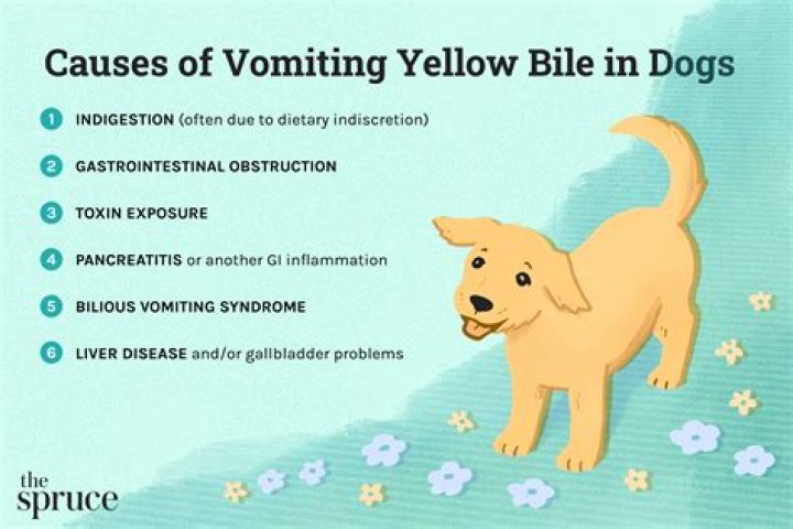 Why do dogs vomit yellow?