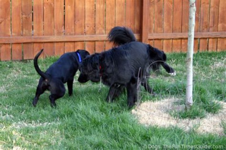 Why do male dogs lift their leg?