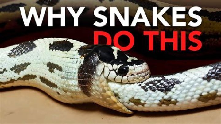 Why do snakes wag their tail?