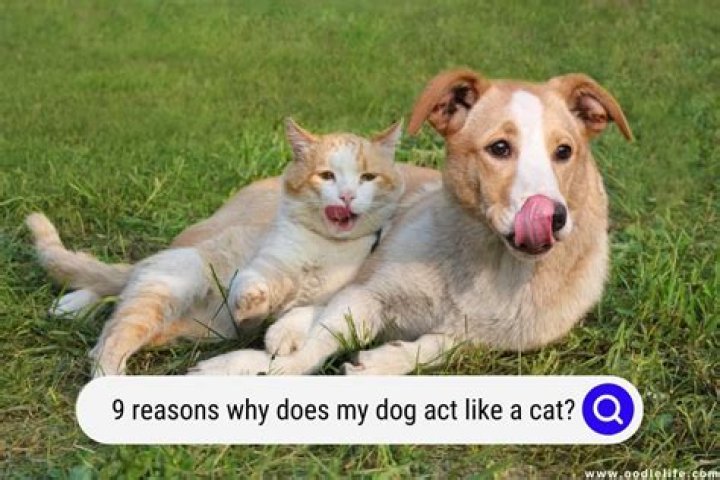 Why does my cat hit my dog?