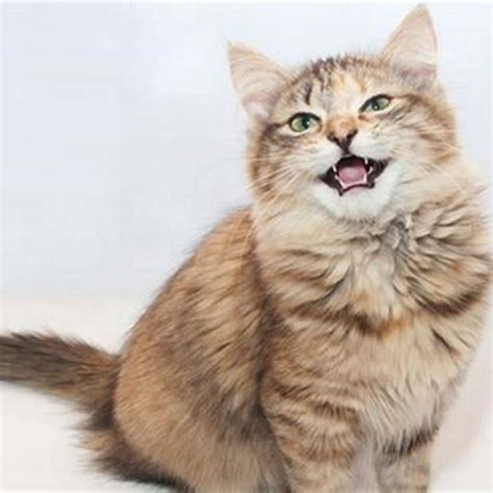 Why does my cat lower her back when I pet her?