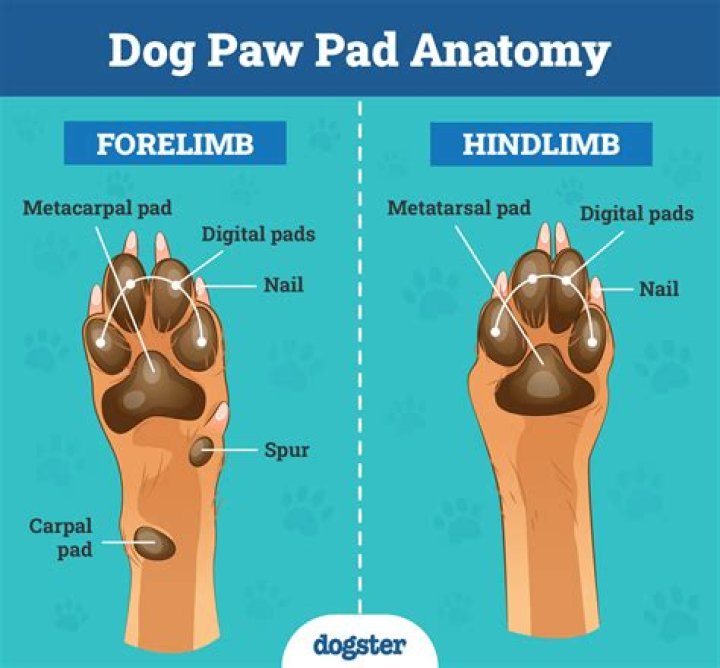 Why does my dog put his paw in his mouth?
