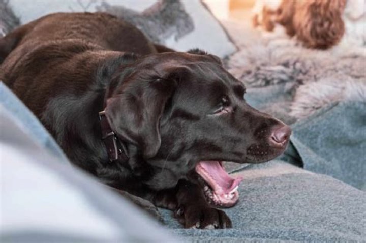 Why does my dog sound like he is coughing up a hairball?