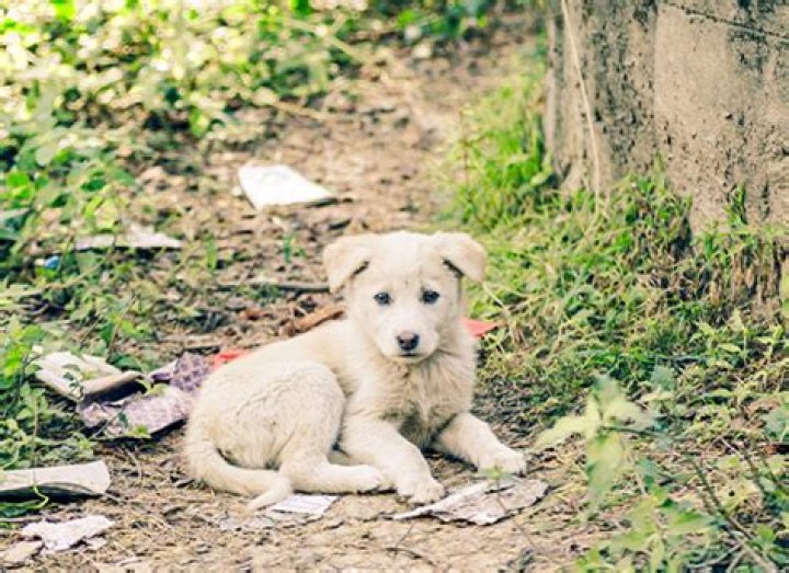 Why does my puppy pee inside right after going outside?