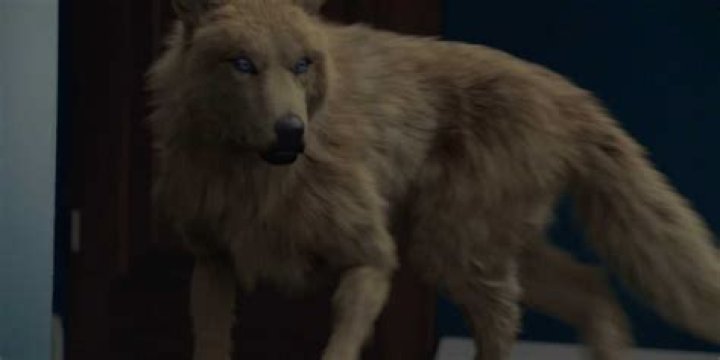 Why is Elena the only werewolf?