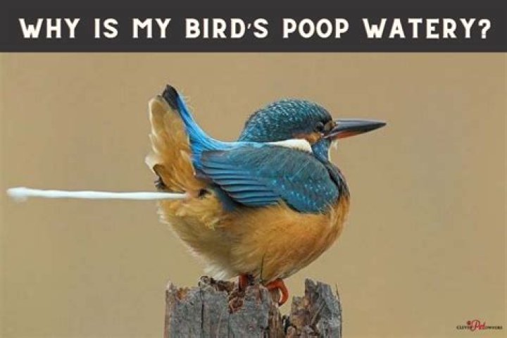 Why is my bird pooping red?
