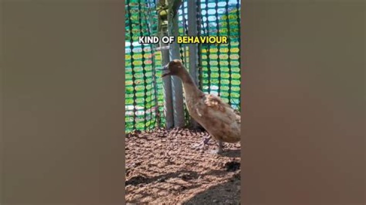 Why is my duck so mean?