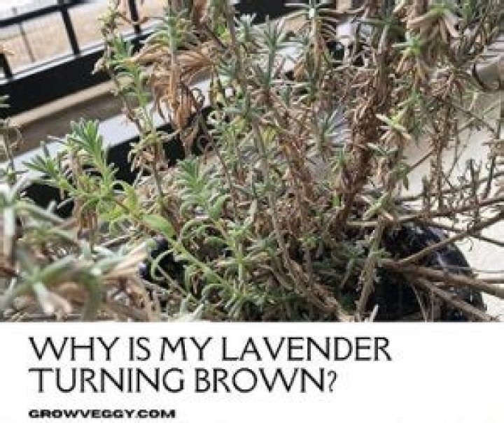 Why is my lavender going brown?