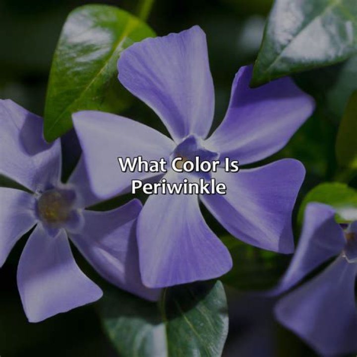 Why is periwinkle called flower of death?