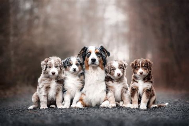 Why won't my dog stay with her puppies?