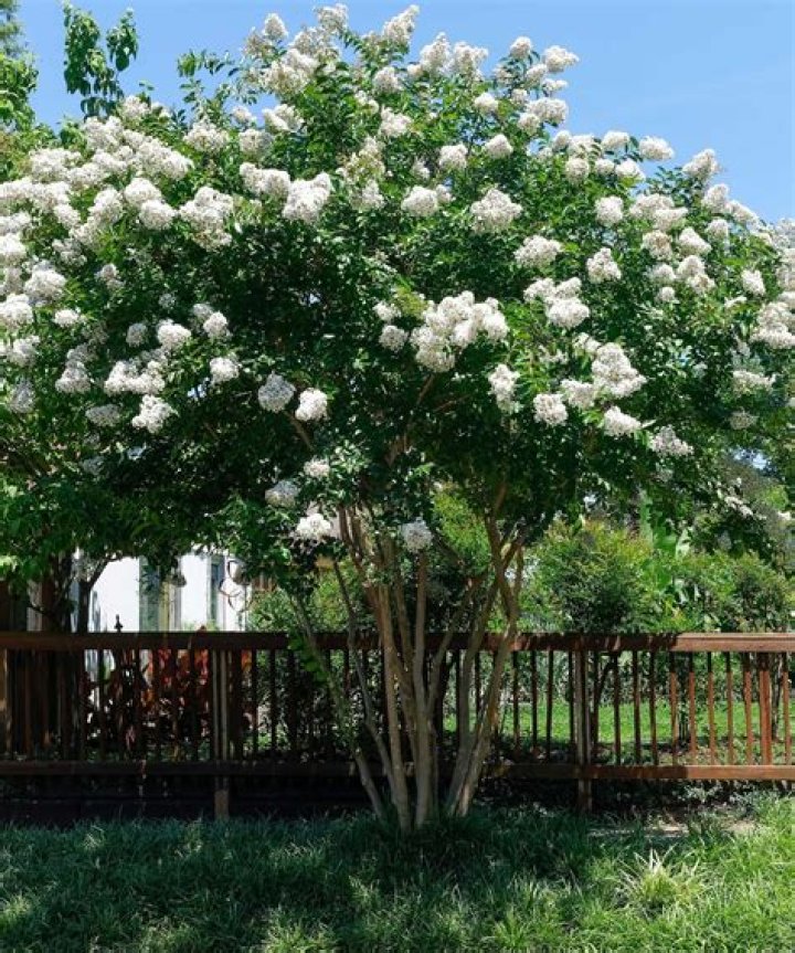 Will a crepe myrtle bloom twice a year?