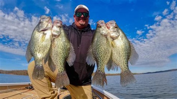 Will crappie bite shrimp?