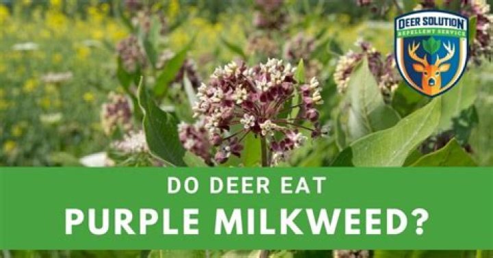 Will deer eat purple sage?